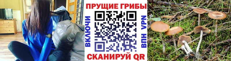 Псилоцибиновые грибы мицелий  наркотики  Каменск-Уральский 